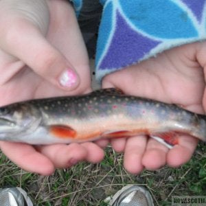 nice size trout | Nova Scotia Fishing Forum